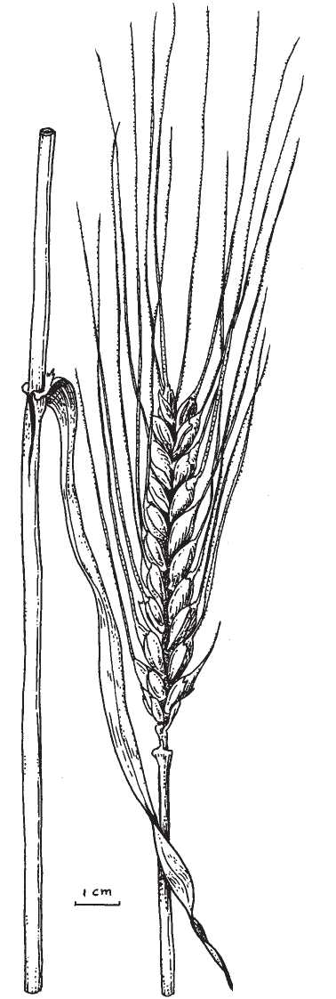 Triticum dicoccum Emmer wheat Family: Gramineae