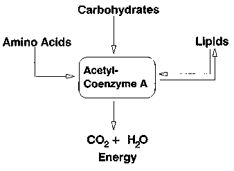 The Development of Modern Nutritional Science