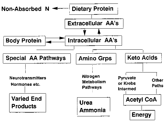 Amino Acid Metabolism