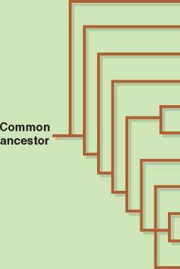 Primate Taxonomy