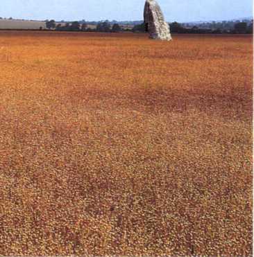 The Adam and Eve Stones Beckhampton Avenue Avebury, Wiltshire